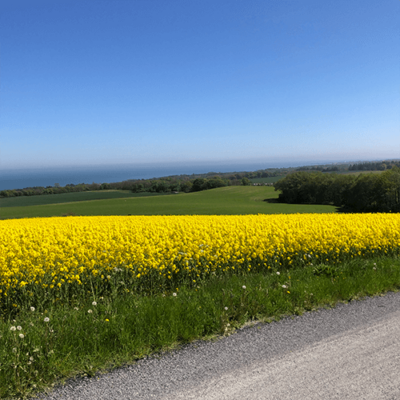 Billede af en gul raps mark med blå himmel